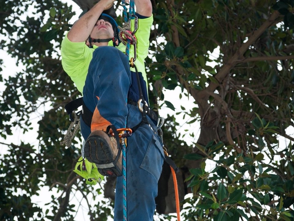 Qualified arborist working in a mature tree during an Enviro Trees UK survey in Greater London