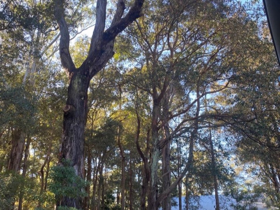 Mature trees in Greater London parkland with a property visible in the background